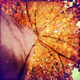 Illustration for article titled 611 Reasons Fall Is the Most Beautiful Season of All